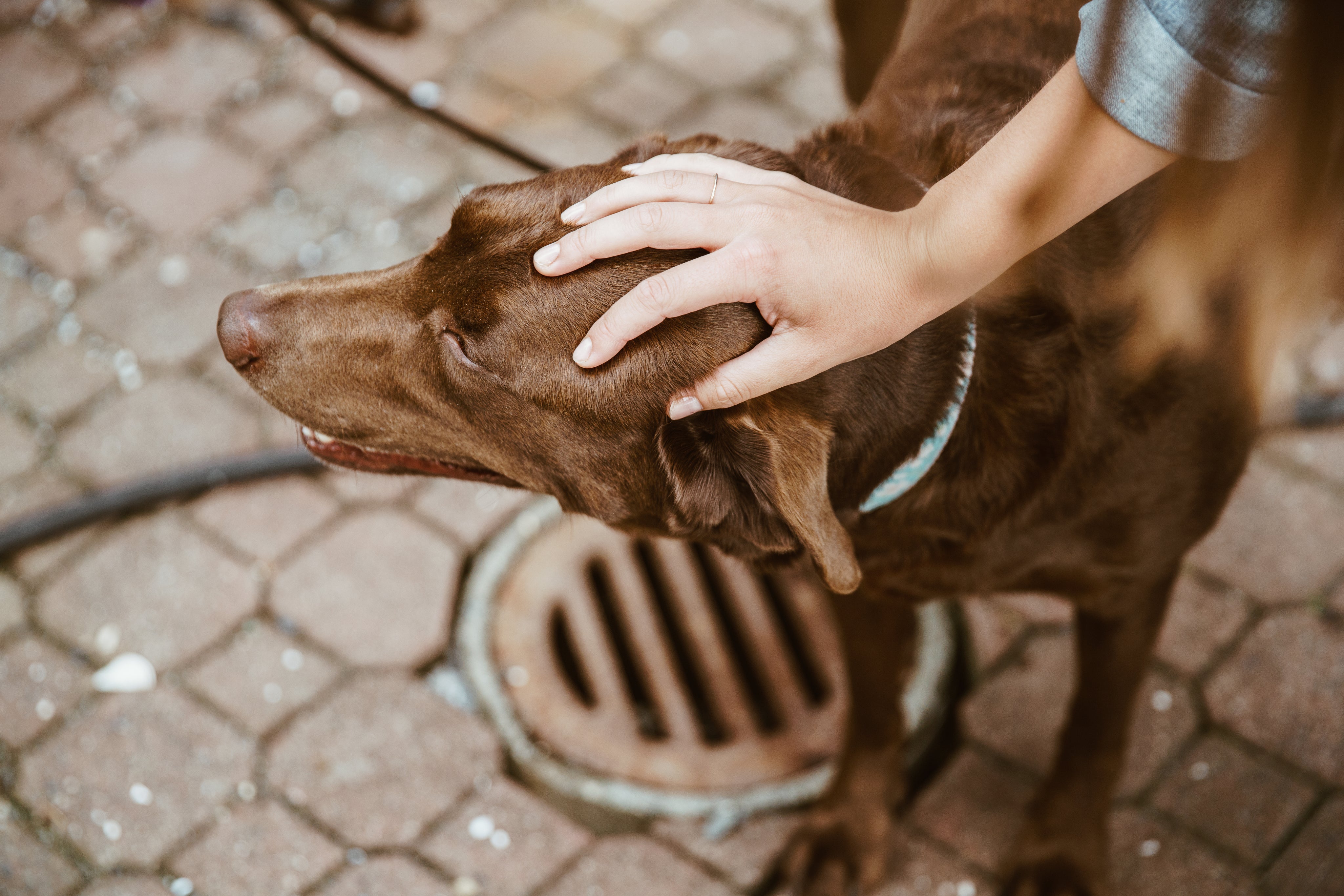 Pet Essentials